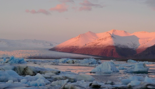 아이슬란드의 특이한 동물 세계: 북방의 신비로움